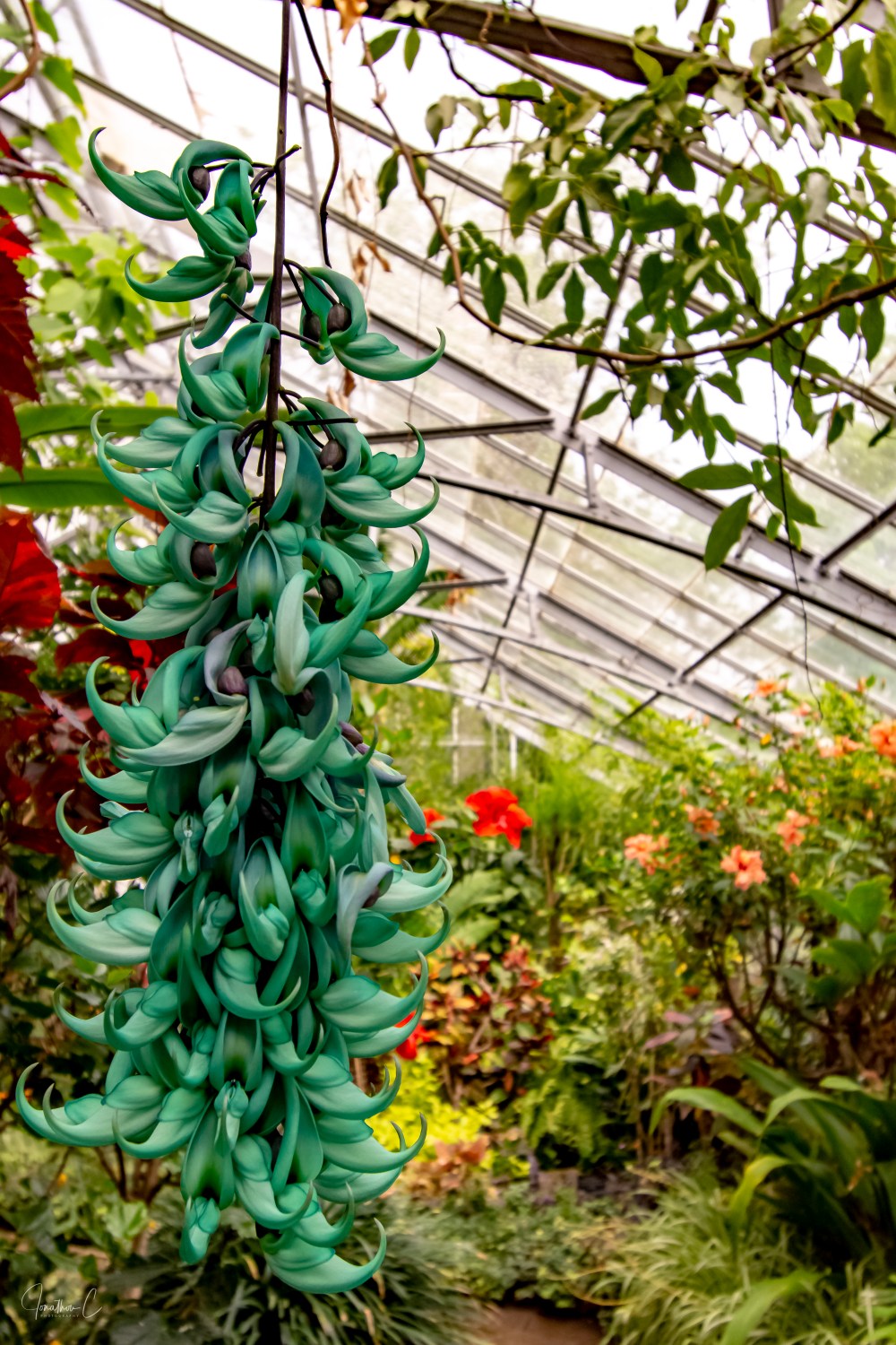 Allan Gardens Hanging