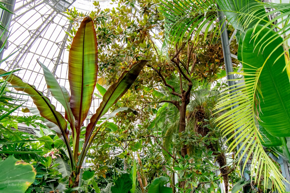 Allan Gardens Main Dome Foliage 2