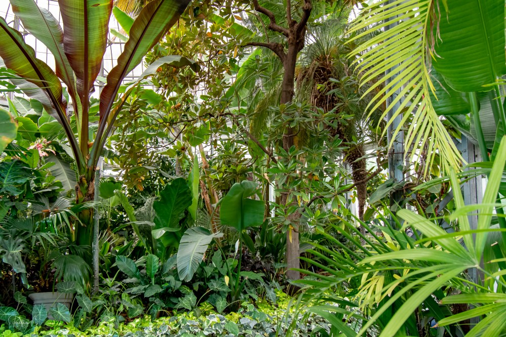 Allan Gardens Main Dome Foliage
