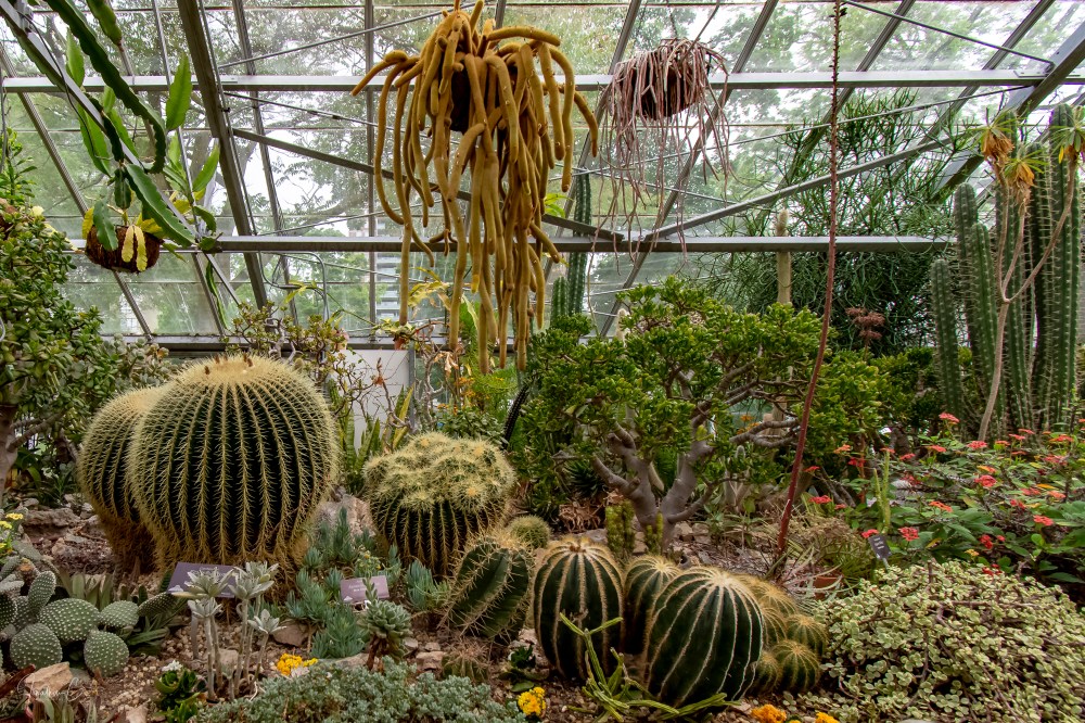 Allan Gardens More Cactii 2