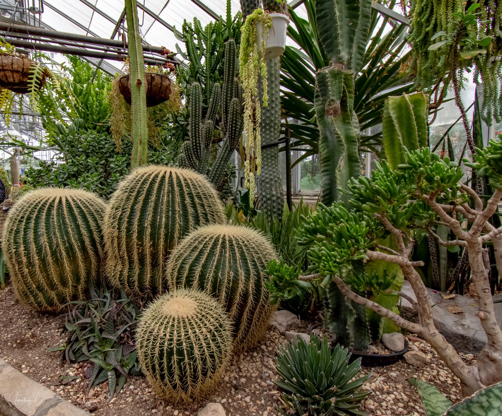 Allan Gardens More Cactii