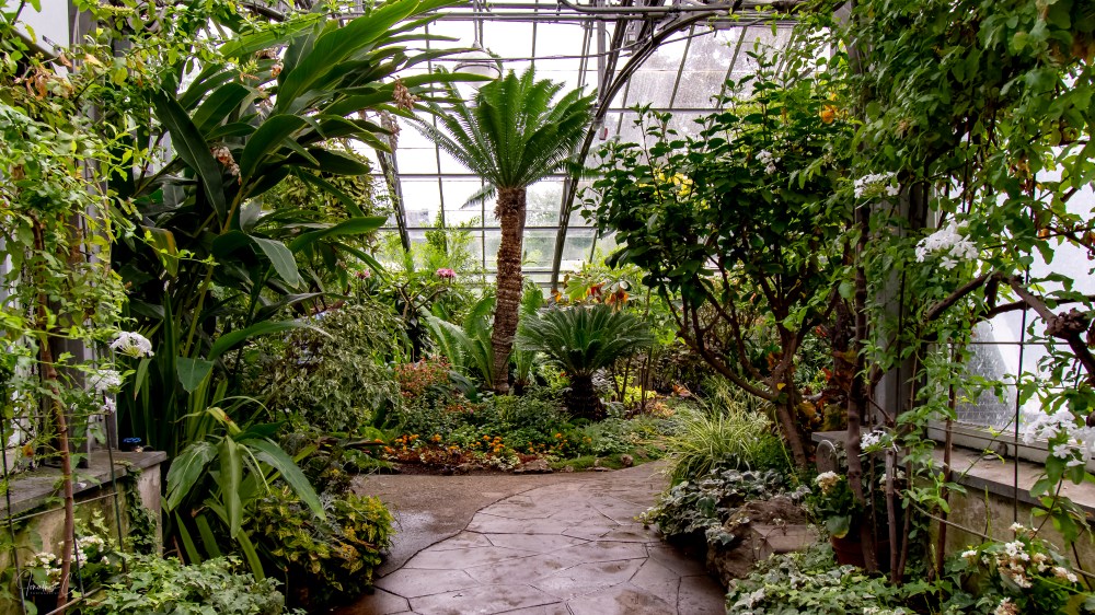 Allan Gardens Palm 2