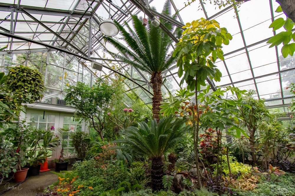 Allan Gardens Palm